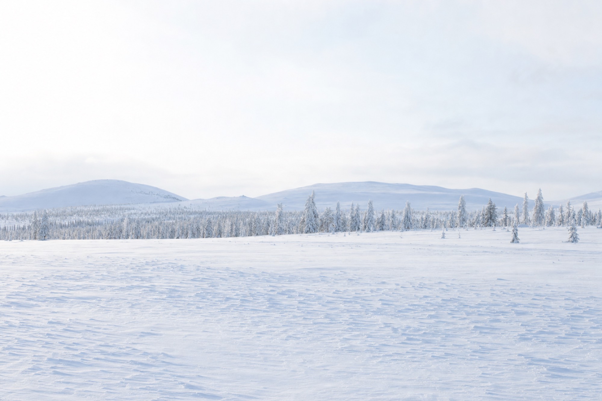 Open snowfield and snow-laden spruce forest under pale winter daylight in Finnish Lapland