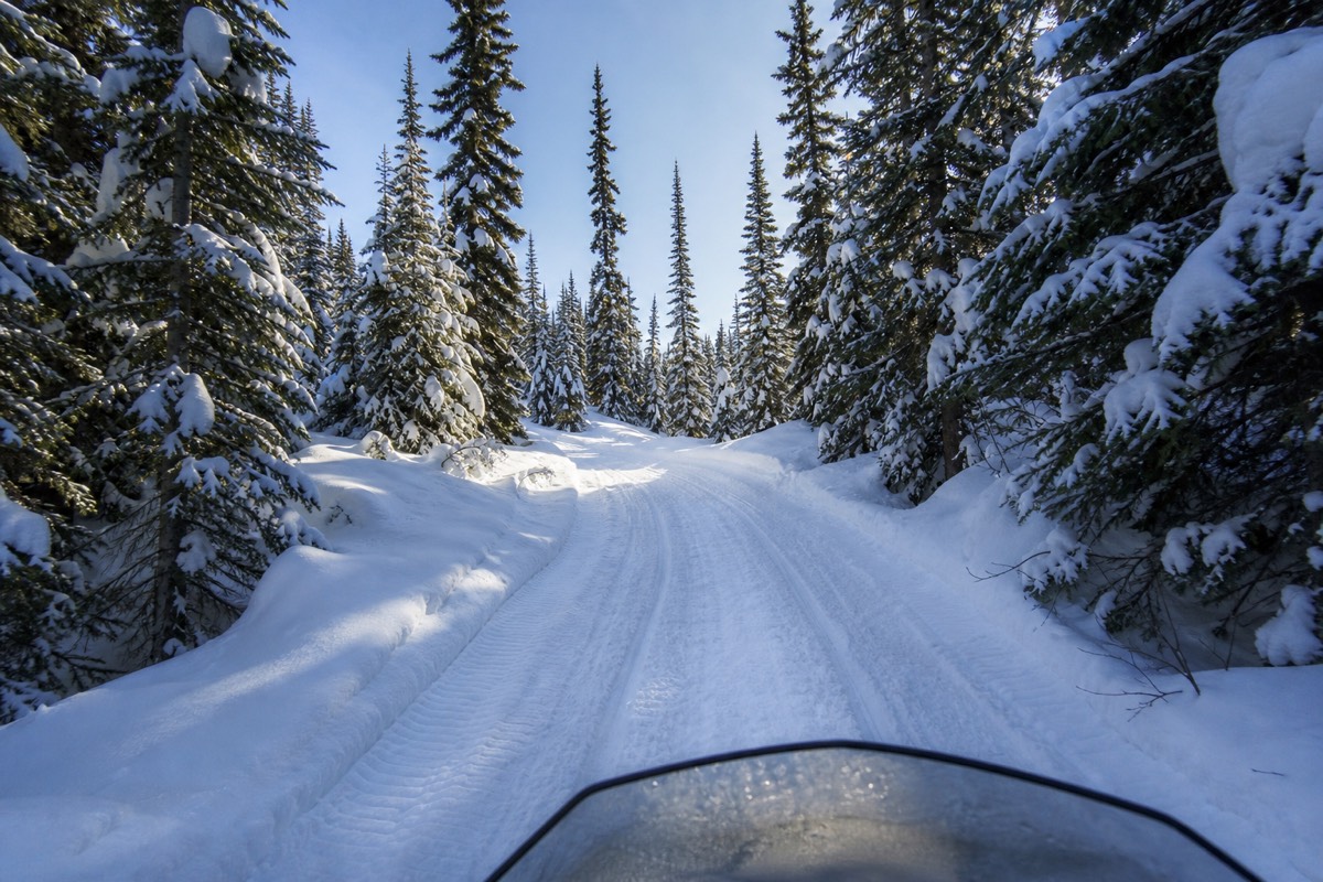 A snowmobile trail cutting through deep snow between spruce trees in bright winter daylight