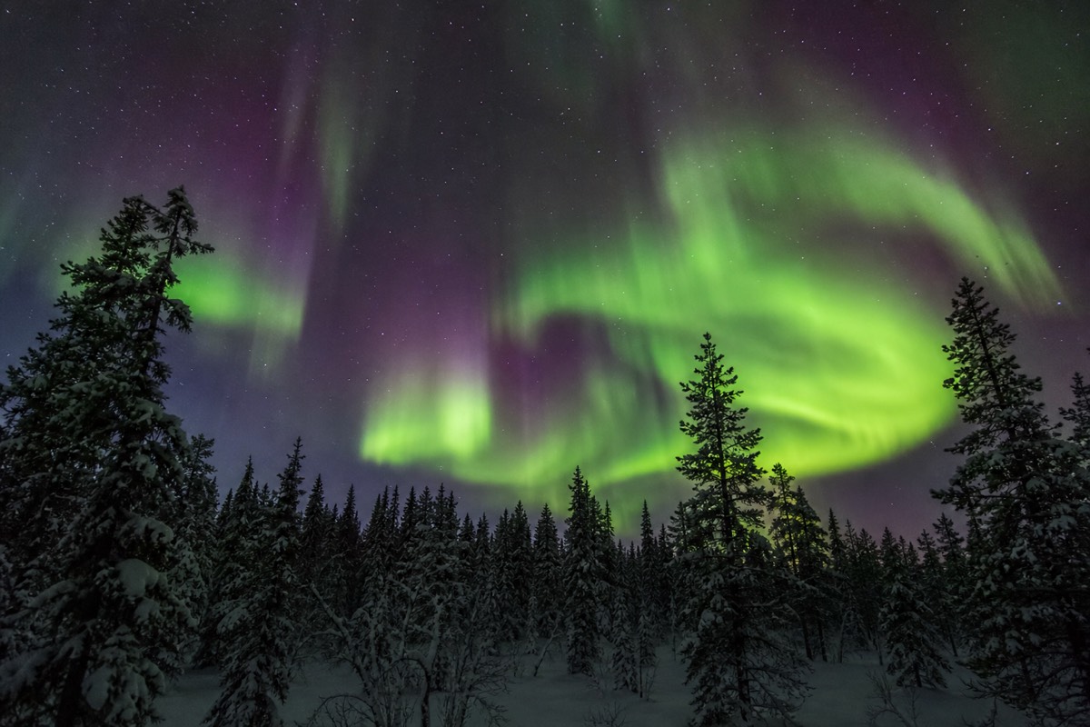 An intense green and violet aurora corona filling the sky over a dark snowy Lapland forest