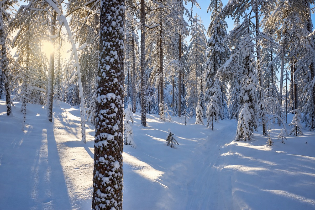 Deep late-winter snow in a Lapland forest under bright clear March sunshine, strong blue shadows