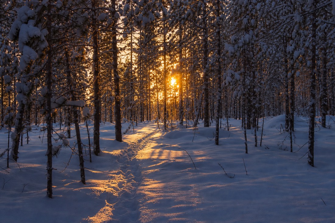 Snow-covered Finnish Lapland landscape in natural winter light