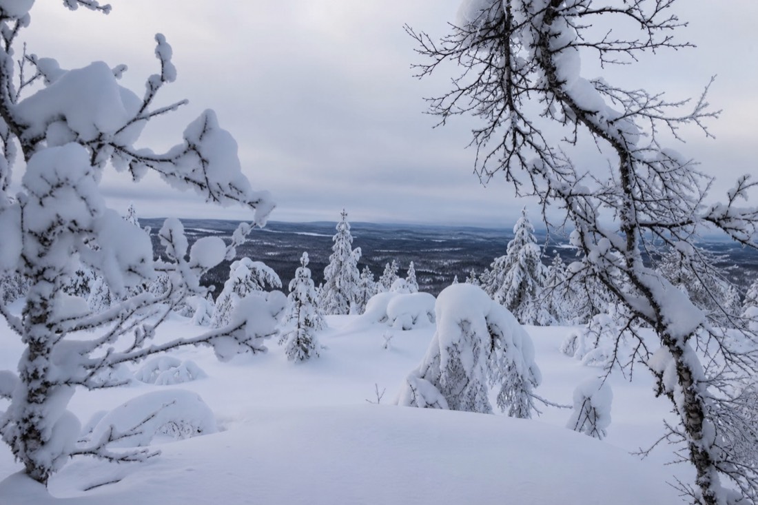 Snow-covered Finnish Lapland landscape in natural winter light