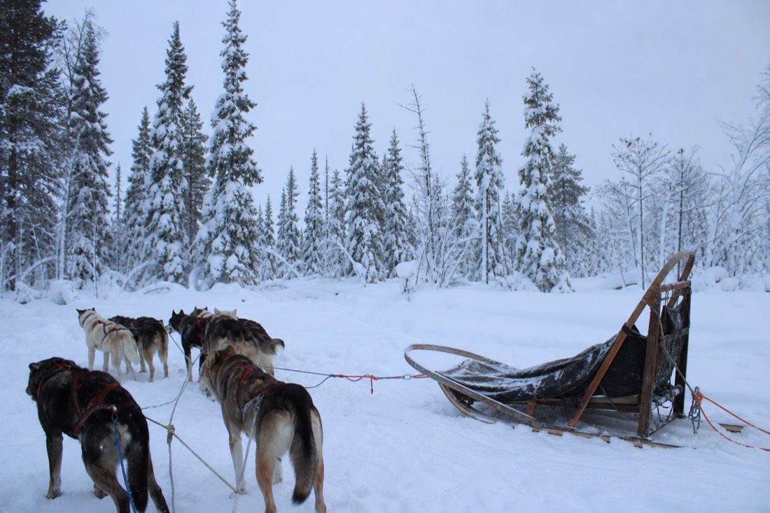 Snow-covered Finnish Lapland landscape in natural winter light