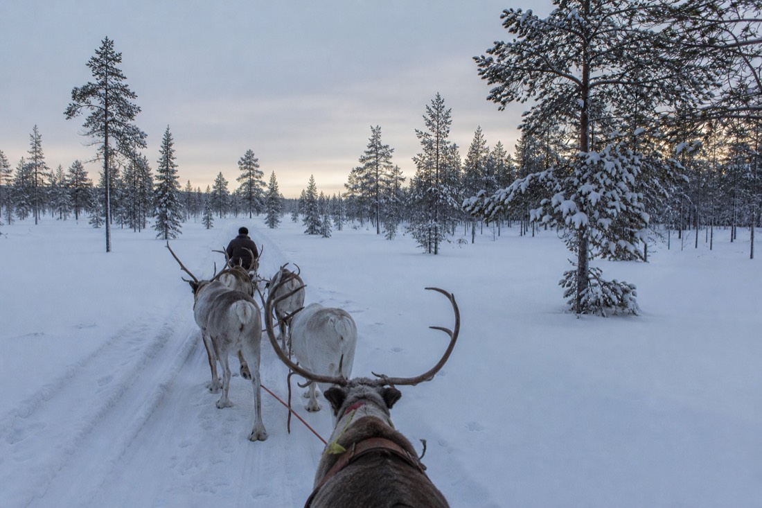 Snow-covered Finnish Lapland landscape in natural winter light