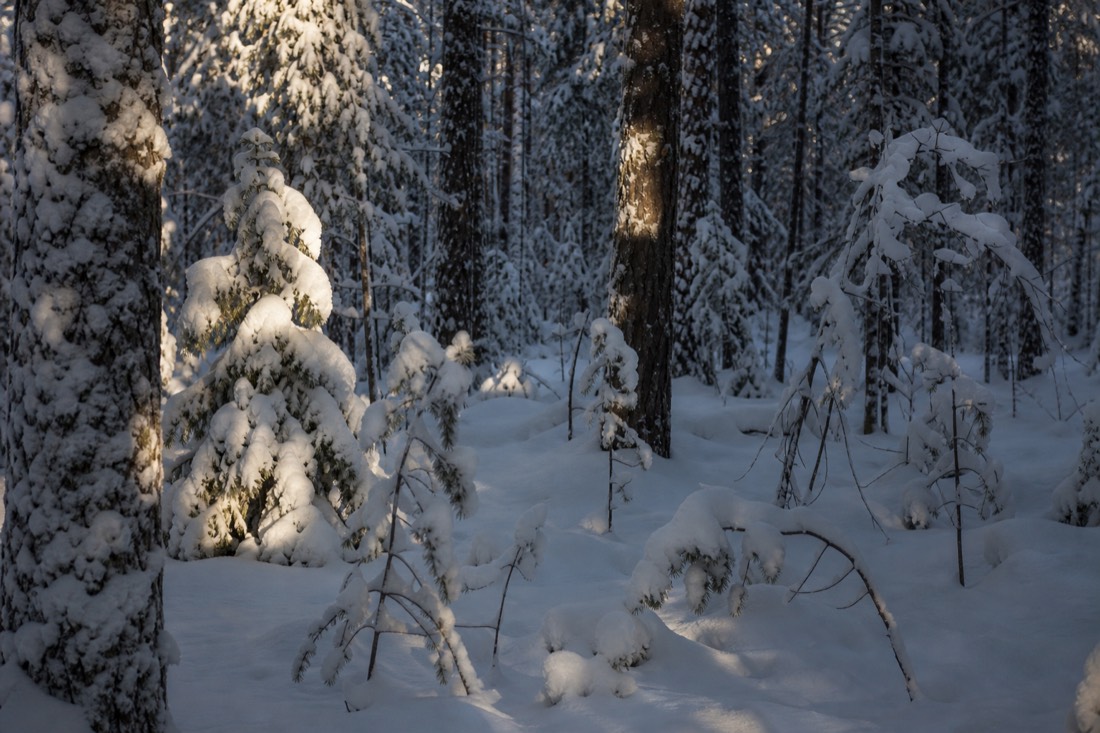 Interior de un bosque laponés en silencio tras una nevada reciente, sin huellas a la vista