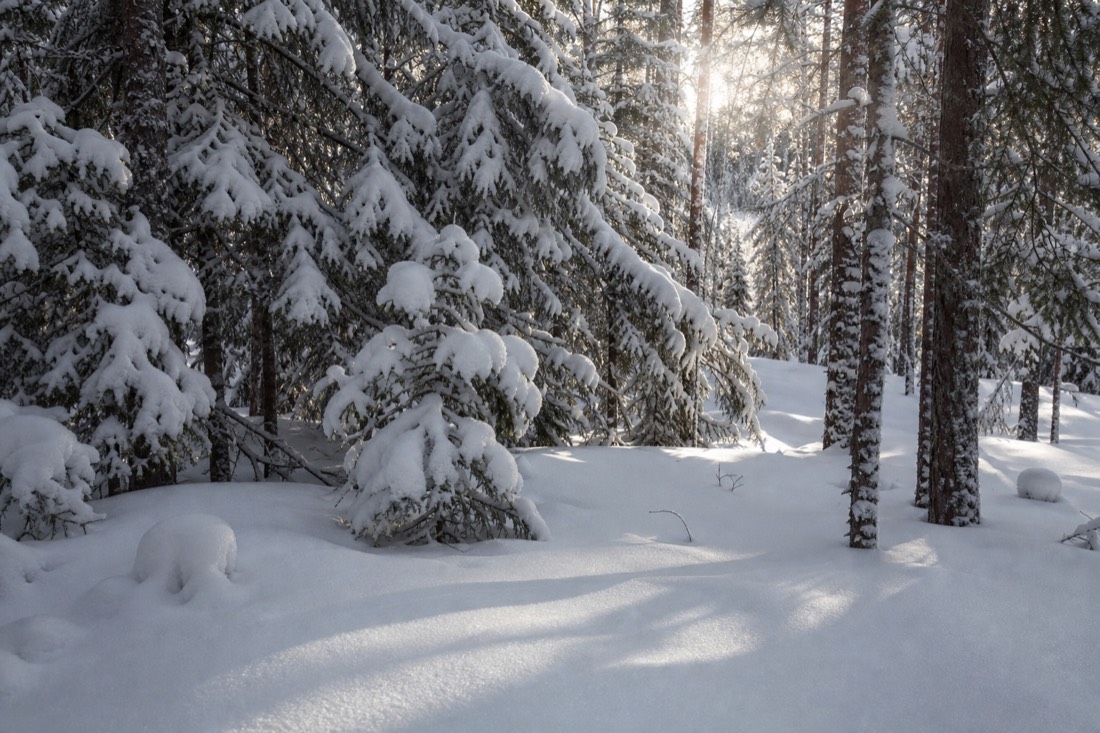 A quiet Lapland forest interior after fresh snow, no tracks anywhere