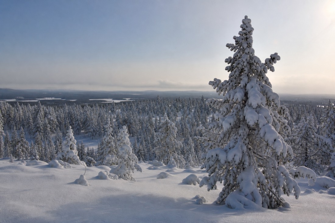 Snow-covered Finnish Lapland landscape in natural winter light