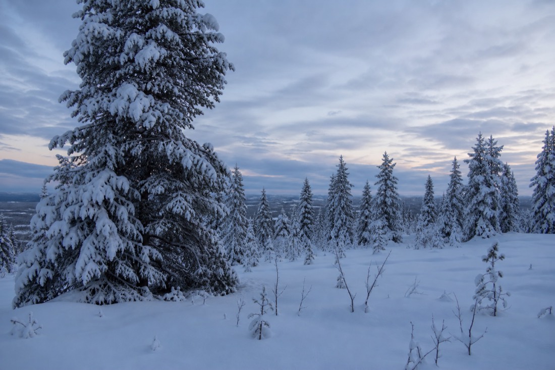 Snow-covered Finnish Lapland landscape in natural winter light