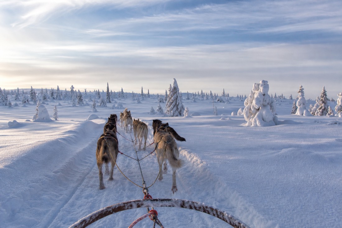 Snow-covered Finnish Lapland landscape in natural winter light