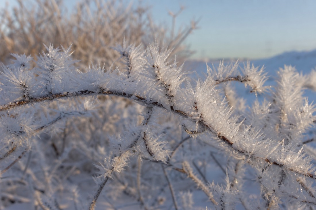 Ice crystals and hoar frost on branches in close detail, Lapland winter morning