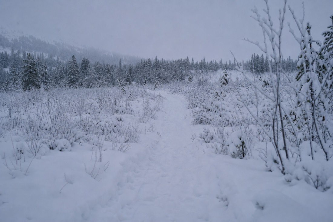 Snow-covered Finnish Lapland landscape in natural winter light