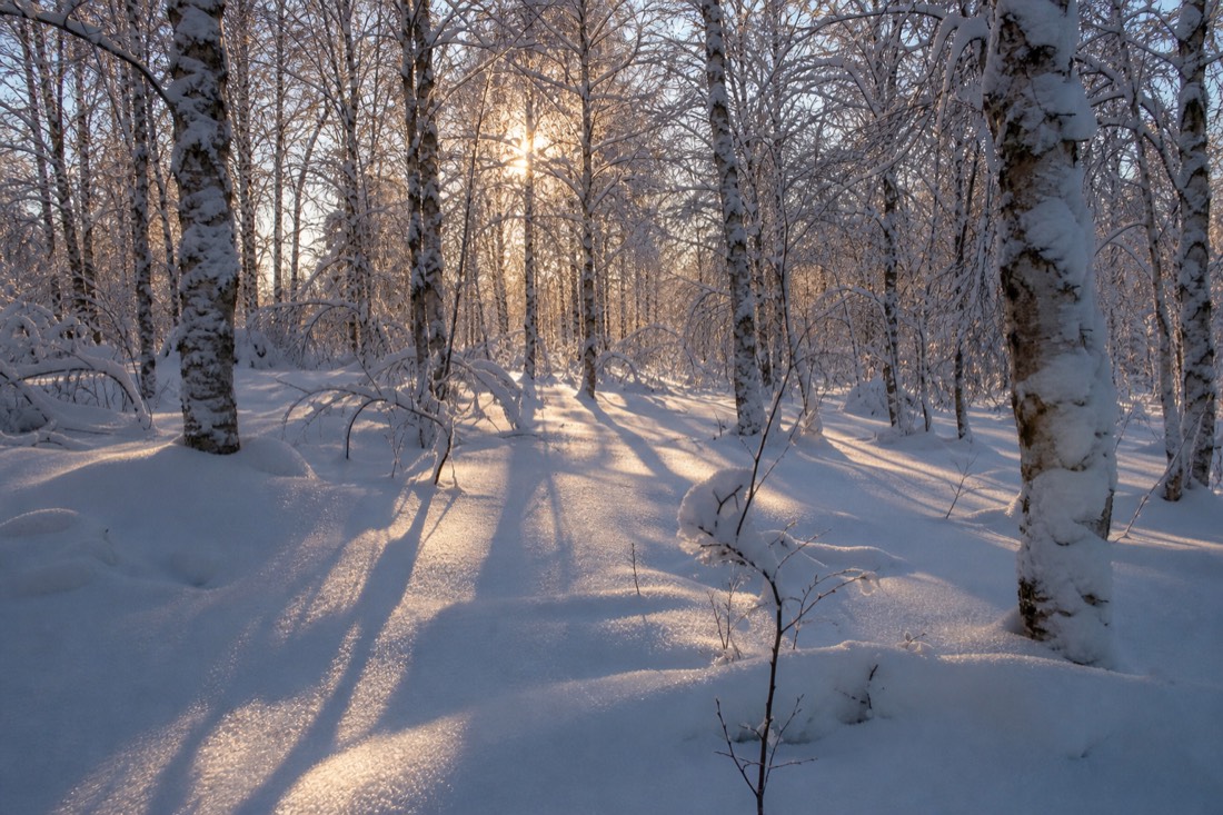 Tiefes, unberührtes Pulverschnee in einem Lappland-Birkenwäldchen, lange blaue Schatten im tiefen Wintersonnenlicht
