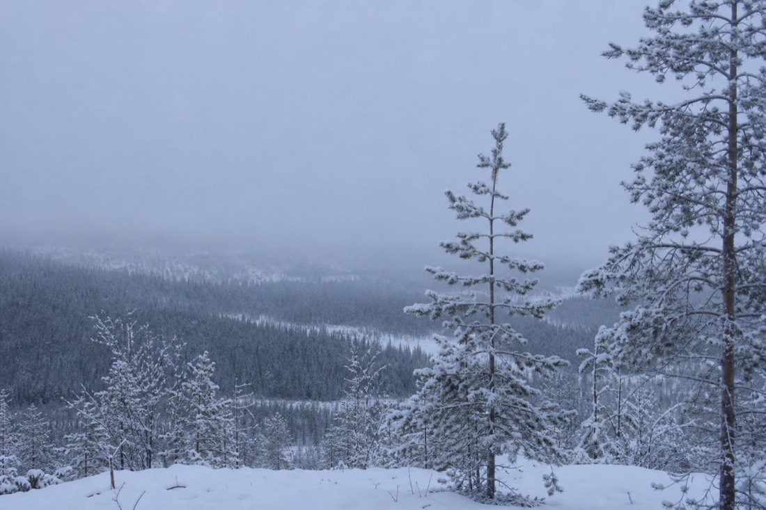 Paesaggio invernale della Lapponia finlandese coperto di neve sotto la luce naturale