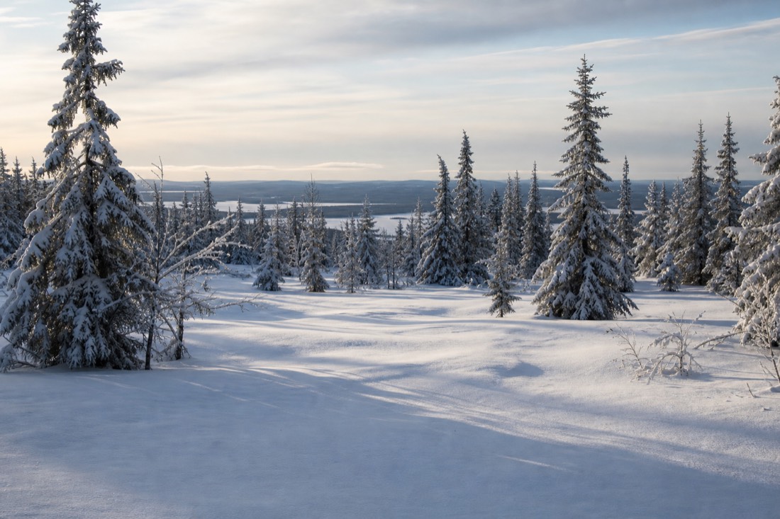 Paesaggio invernale della Lapponia finlandese coperto di neve sotto la luce naturale