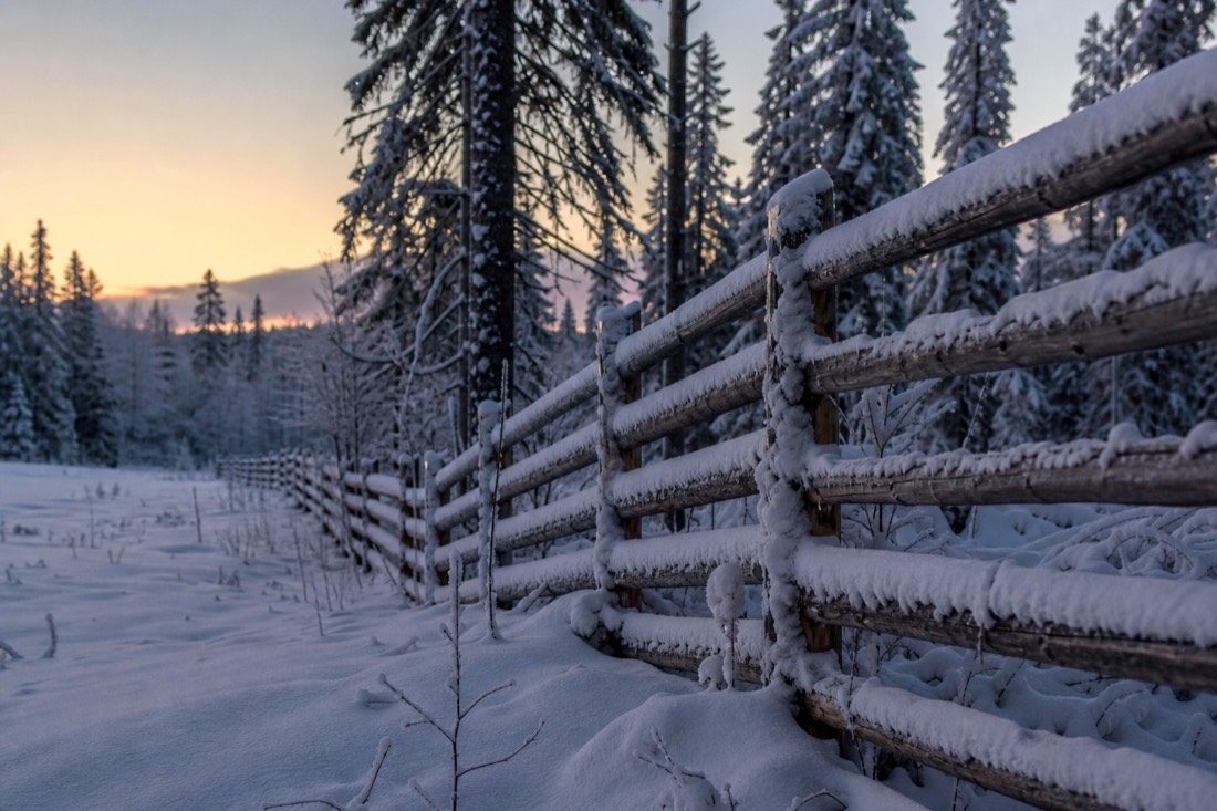 Una staccionata di legno coperta di neve che si perde nella foresta lappone al crepuscolo