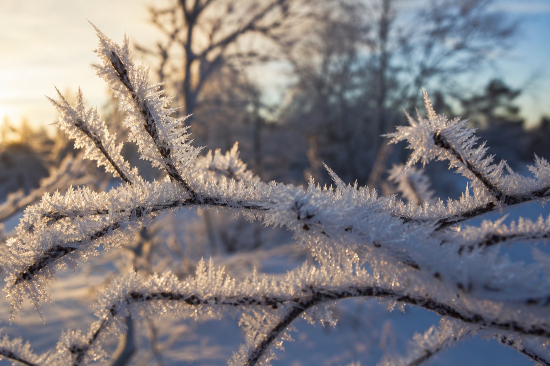 Cristalli di ghiaccio e brina su rami in primo piano, mattino invernale in Lapponia