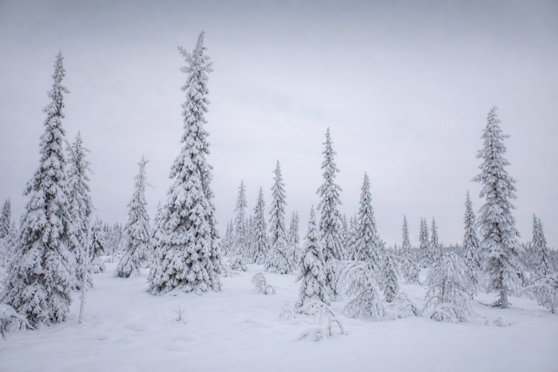 Árboles de abeto cubiertos de nieve en una colina de Laponia bajo una luz plana y nublada