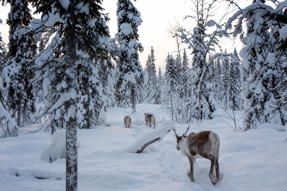 Snow-covered Finnish Lapland landscape in natural winter light