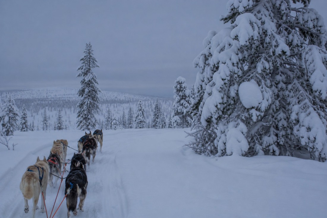 Snow-covered Finnish Lapland landscape in natural winter light