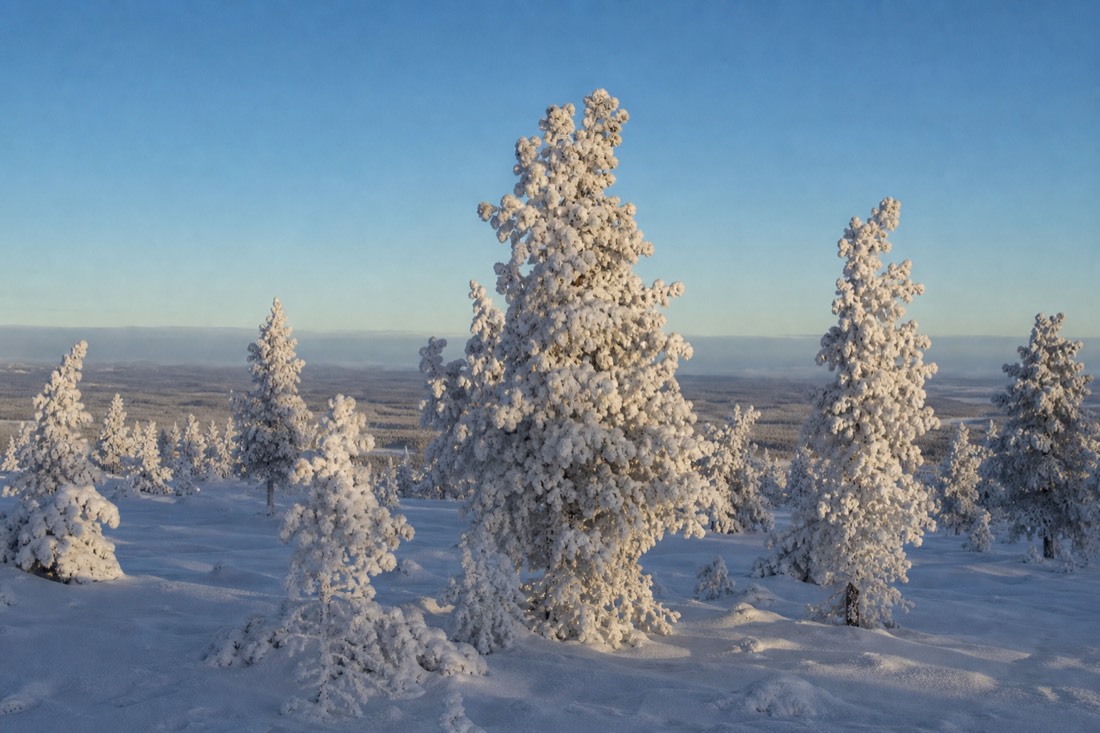 Un bosco di pini coperti di brina su una cresta della Lapponia sotto un cielo freddo e sereno