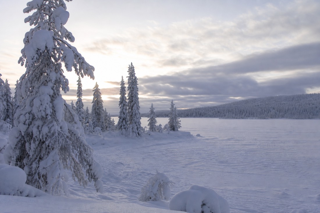 自然の冬の光に照らされた雪に覆われたフィンランドのラップランドの風景