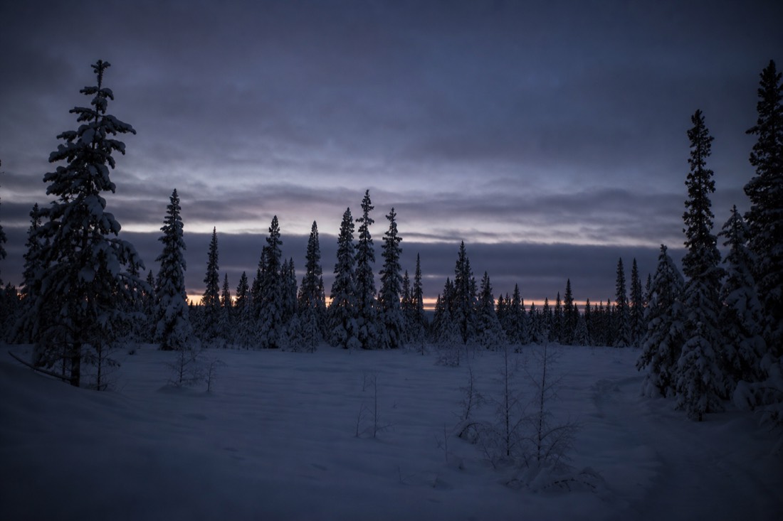 自然の冬の光に照らされた雪に覆われたフィンランドのラップランドの風景