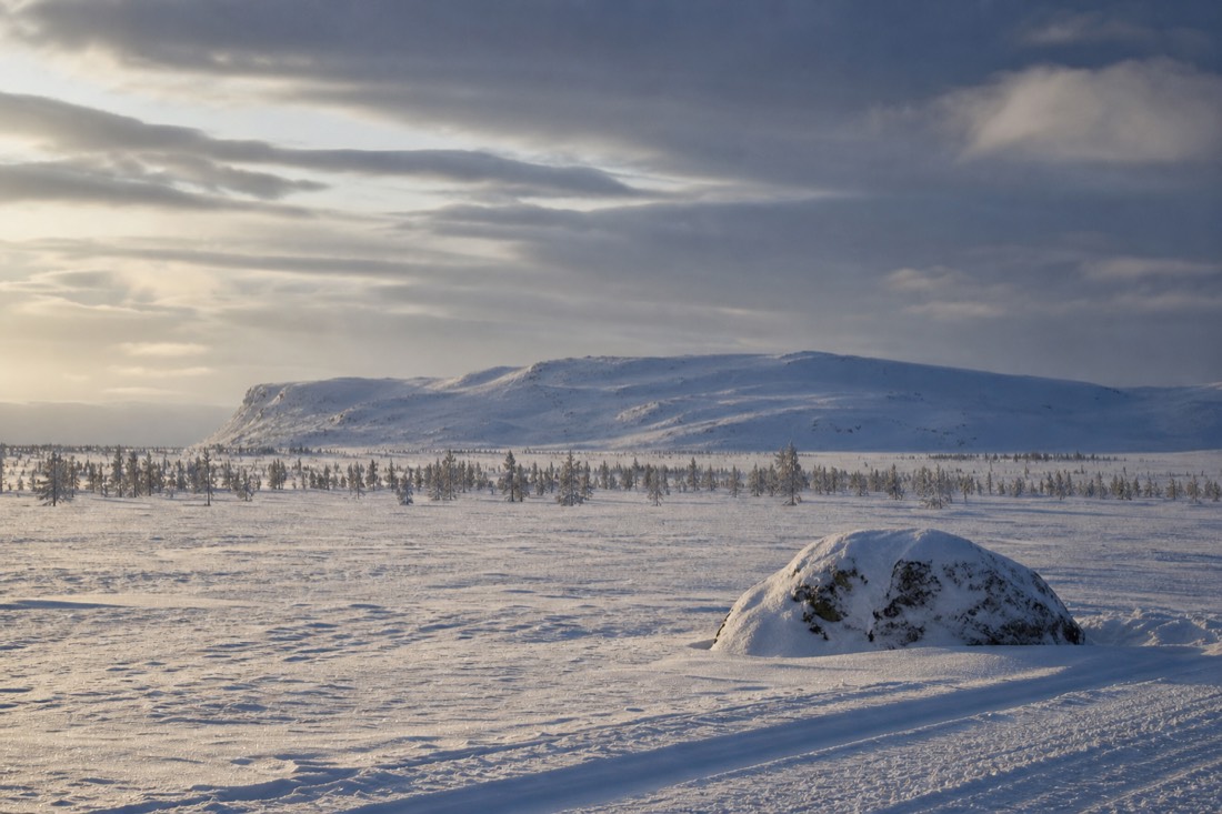 自然の冬の光に照らされた雪に覆われたフィンランドのラップランドの風景