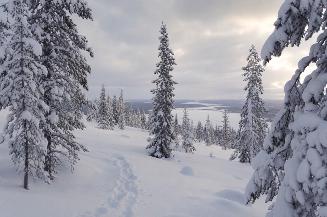Snow-covered Finnish Lapland landscape in natural winter light
