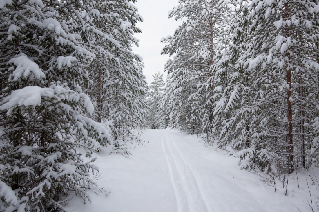 A Lapland forest track in flat midday light with heavy snow on the branches