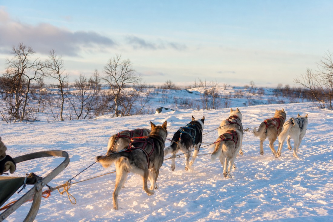 Snow-covered Finnish Lapland landscape in natural winter light