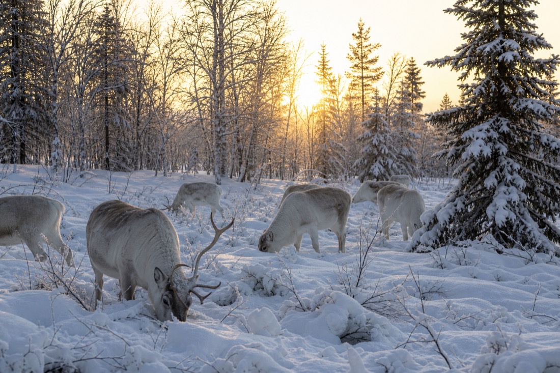 A reindeer herd grazing in deep snow among Arctic birch and spruce trees in Finnish Lapland at golden hour