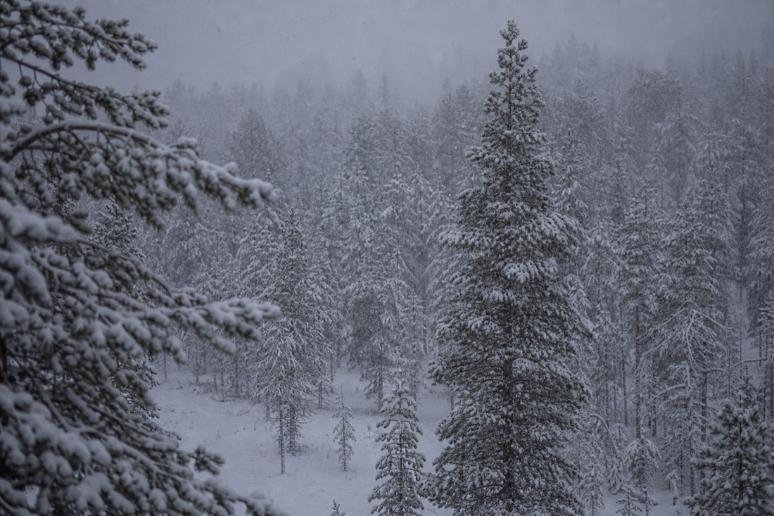 Snowfall over a dense Lapland forest, visibility short, soft grey light
