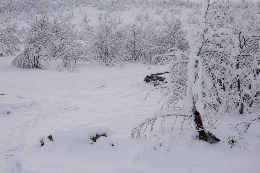 Snow-covered Finnish Lapland landscape in natural winter light