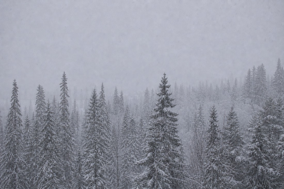 Schneefall über einem dichten Lappland-Wald, Sichtweite gering, sanftes graues Licht