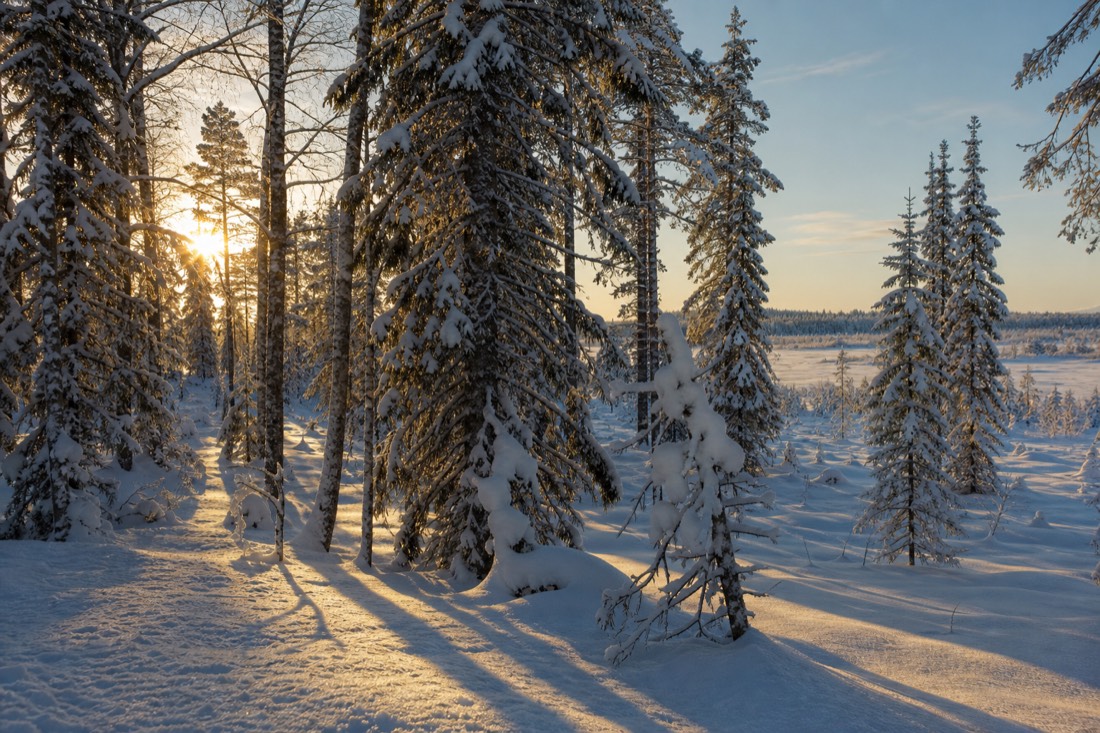 Spätnachmittagssonne durch schneebedeckte Fichten, lange Schatten über einer Lichtung in Lappland