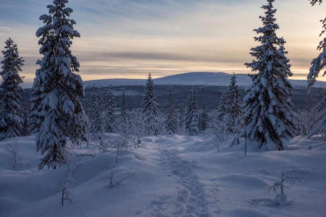 Snow-covered Finnish Lapland landscape in natural winter light
