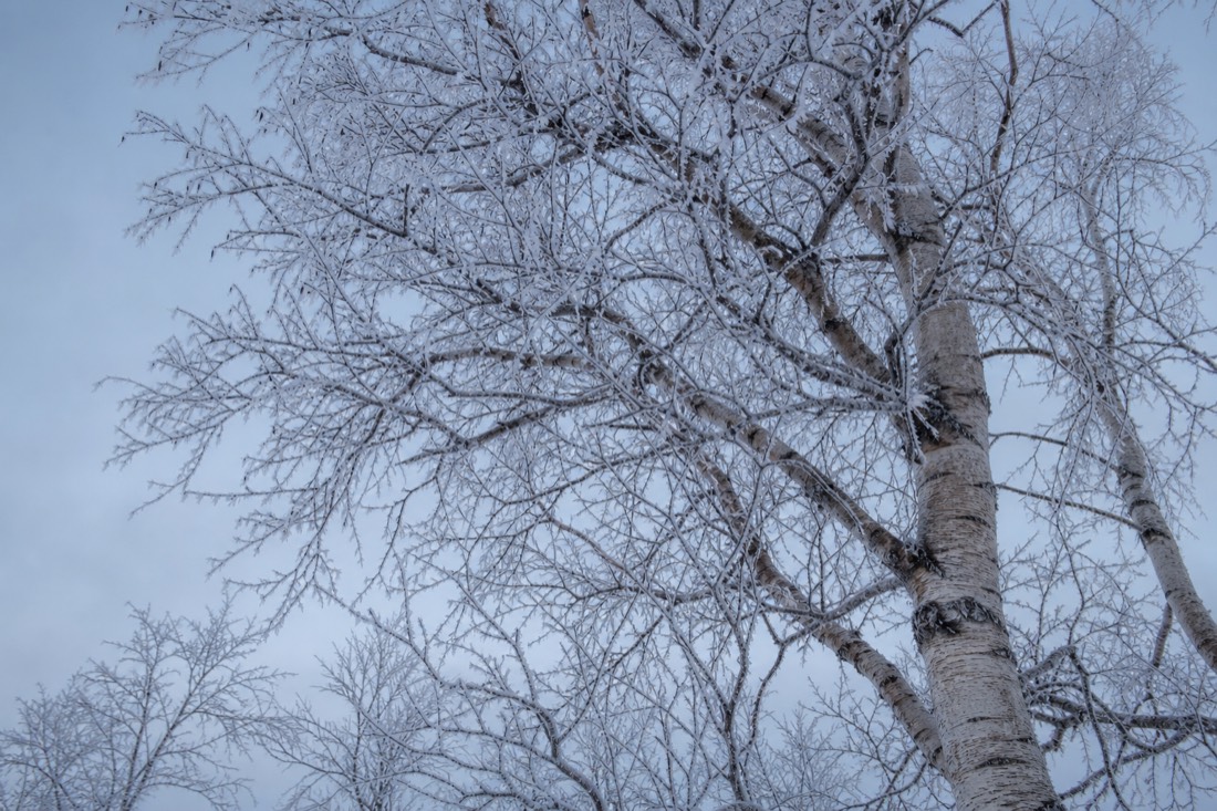 Kahle arktische Birken vor einem blassen Winterhimmel mit Frost auf jedem Ast