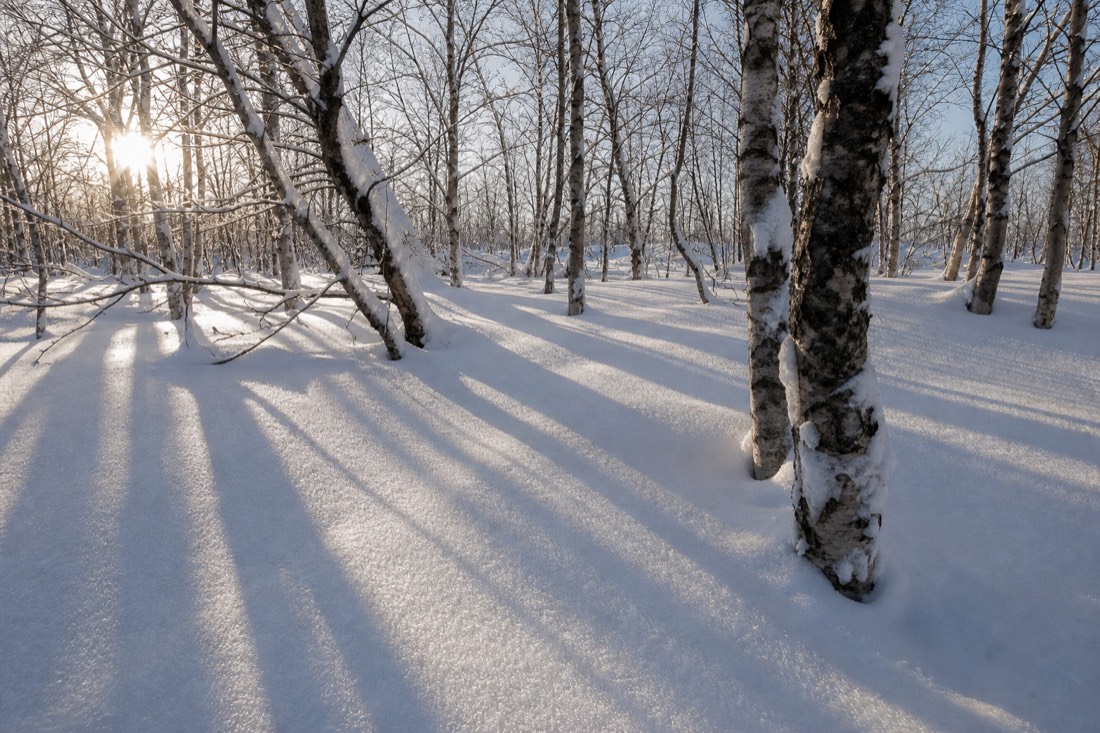 Tiefes, unberührtes Pulverschnee in einem Lappland-Birkenwäldchen, lange blaue Schatten im tiefen Wintersonnenlicht