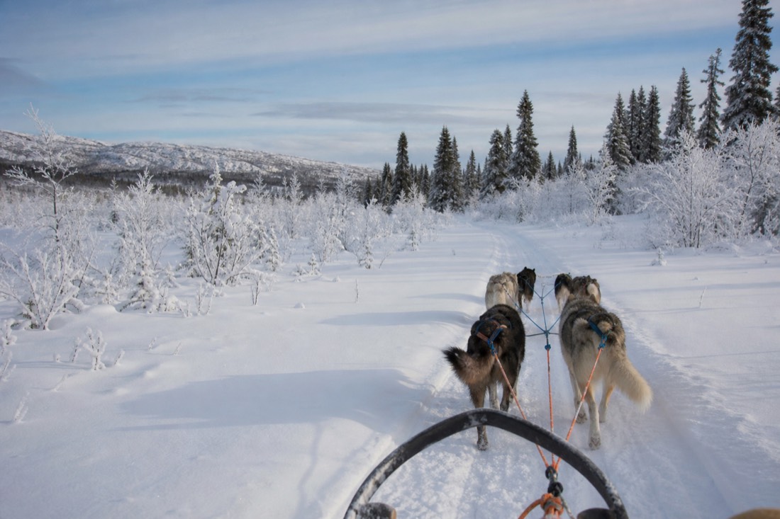 Snow-covered Finnish Lapland landscape in natural winter light