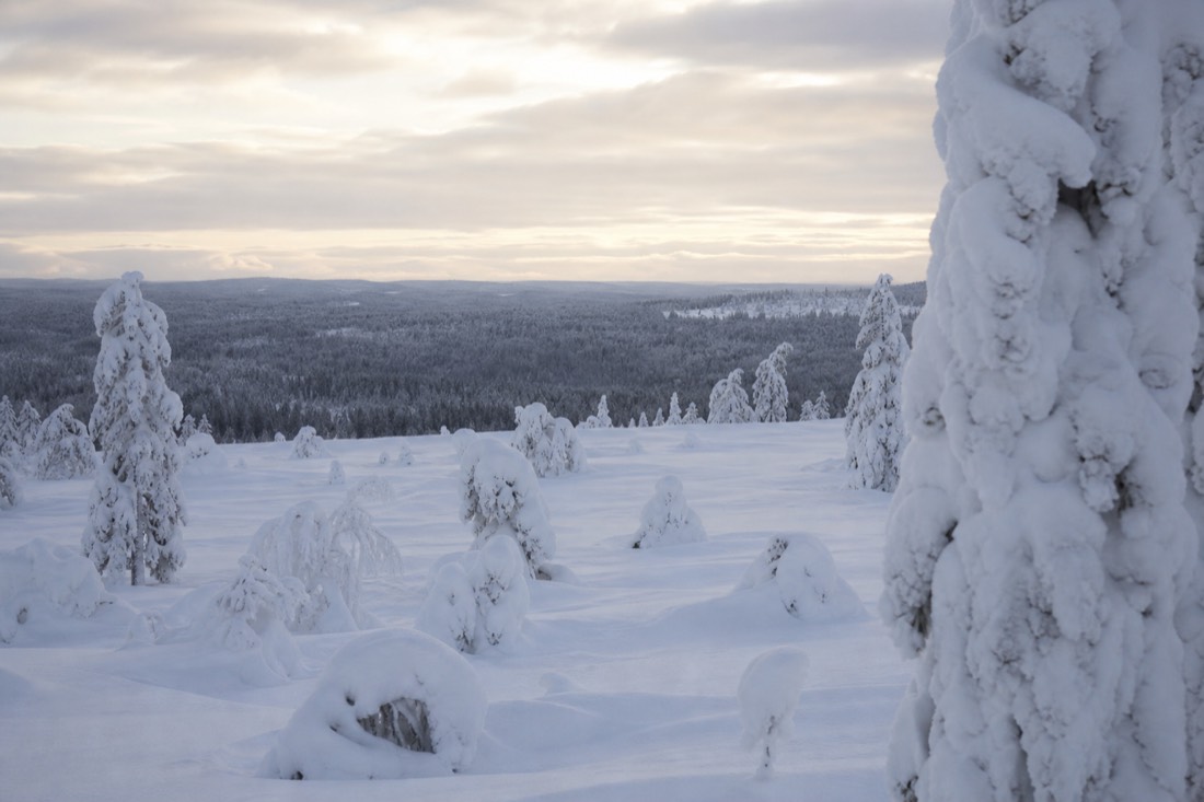 Snow-covered Finnish Lapland landscape in natural winter light