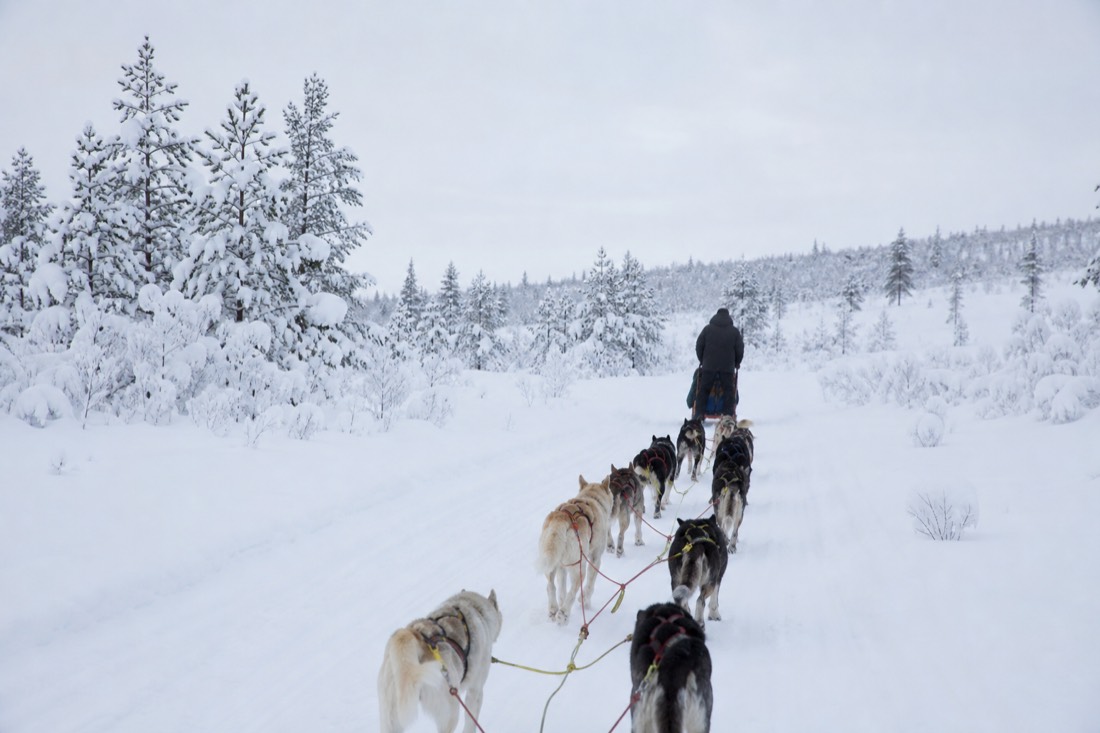 Snow-covered Finnish Lapland landscape in natural winter light