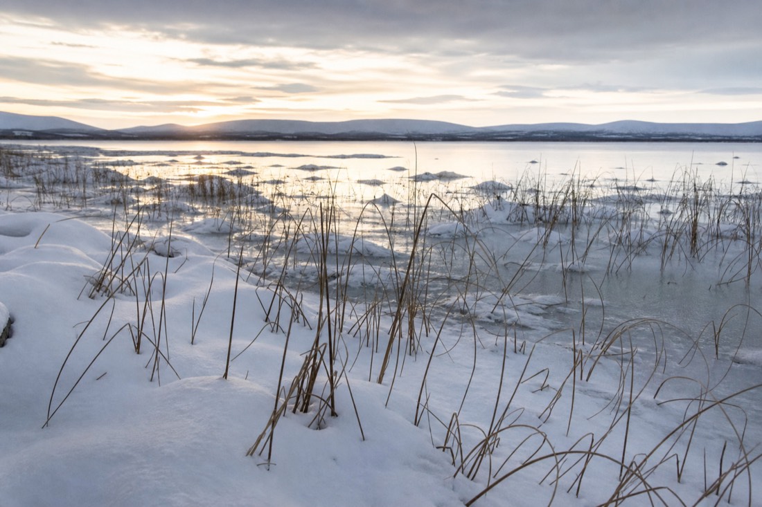 Una orilla helada con juncos asomando entre la nieve en un lago de Laponia