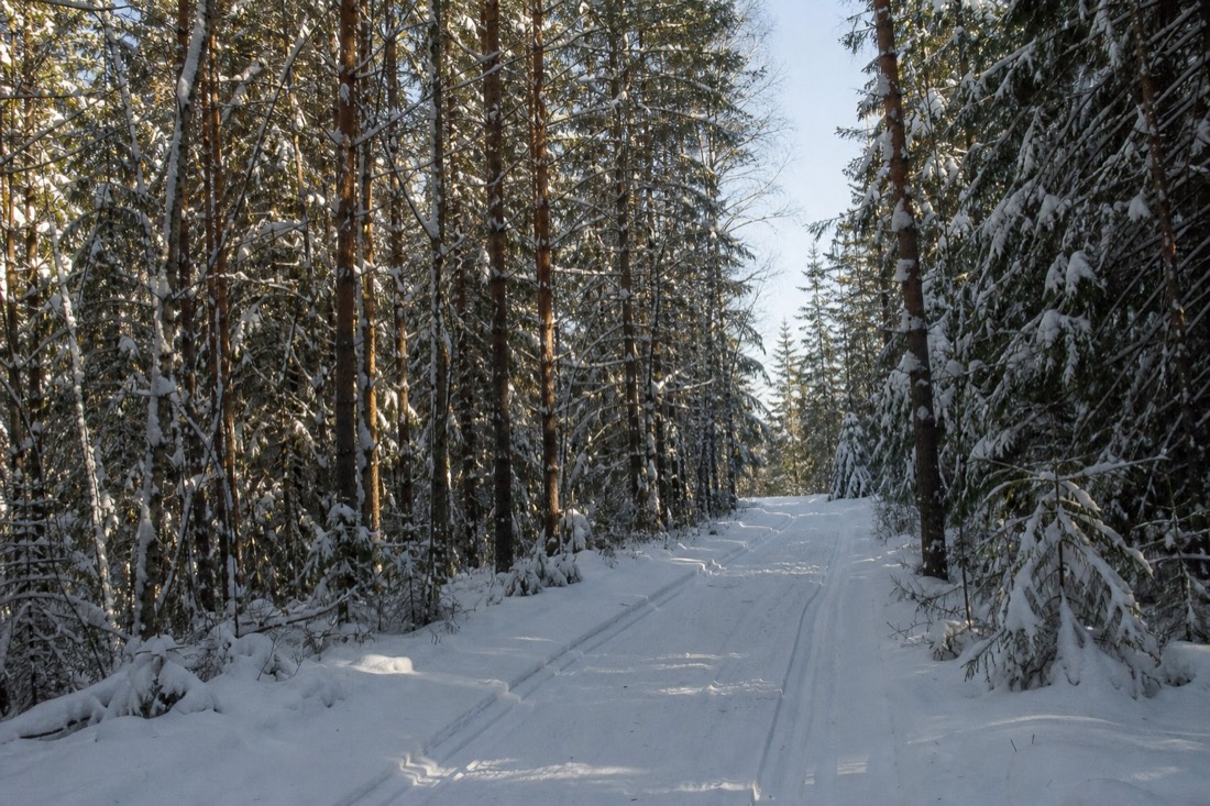 Un estrecho camino forestal cubierto de nieve entre abetos de Laponia, con huellas hacia adelante
