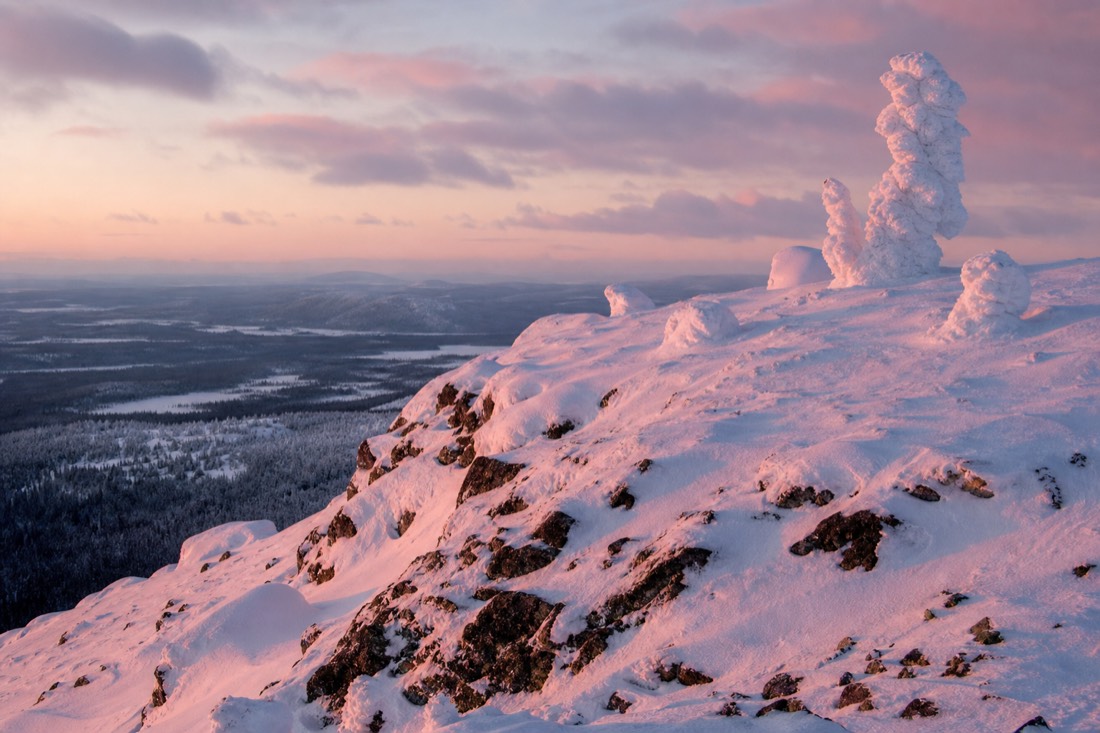 Una colina de Laponia por encima del límite de los árboles en luz rosada de la tarde, con nieve esculpida por el viento