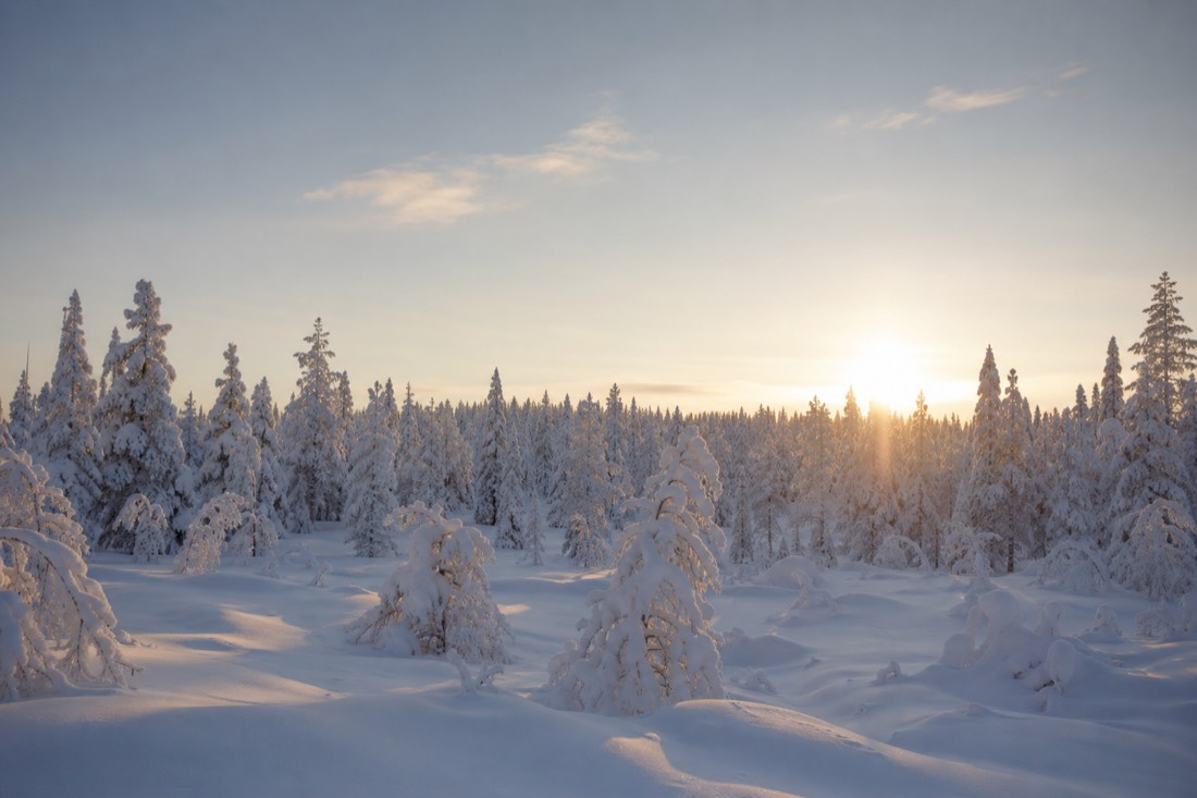 Snow-covered Finnish Lapland landscape in natural winter light