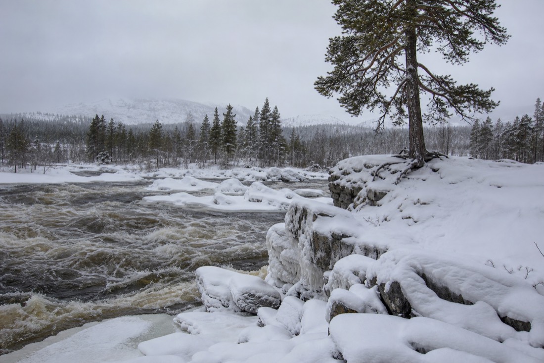 Snow-covered Finnish Lapland landscape in natural winter light