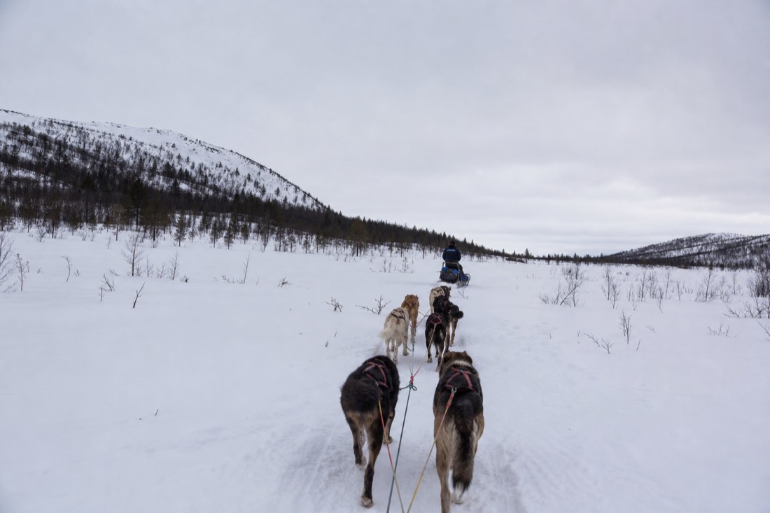 Paisaje invernal de Laponia finlandesa cubierto de nieve bajo luz natural