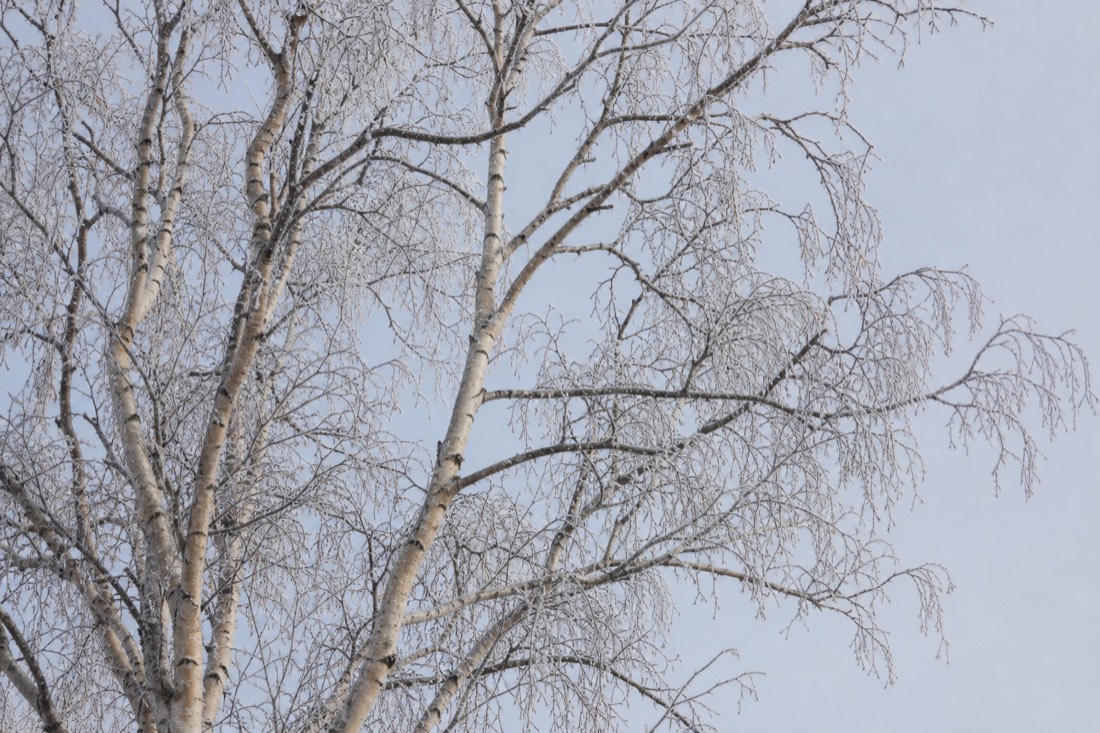 Abedules árticos desnudos contra un cielo invernal pálido, con escarcha en cada rama