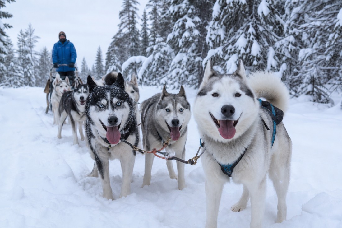 A team of energetic huskies in harness in deep snow, ready to pull a sled through Lapland forest, winter conditions