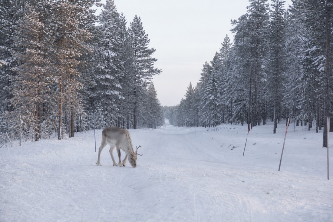 Snow-covered Finnish Lapland landscape in natural winter light